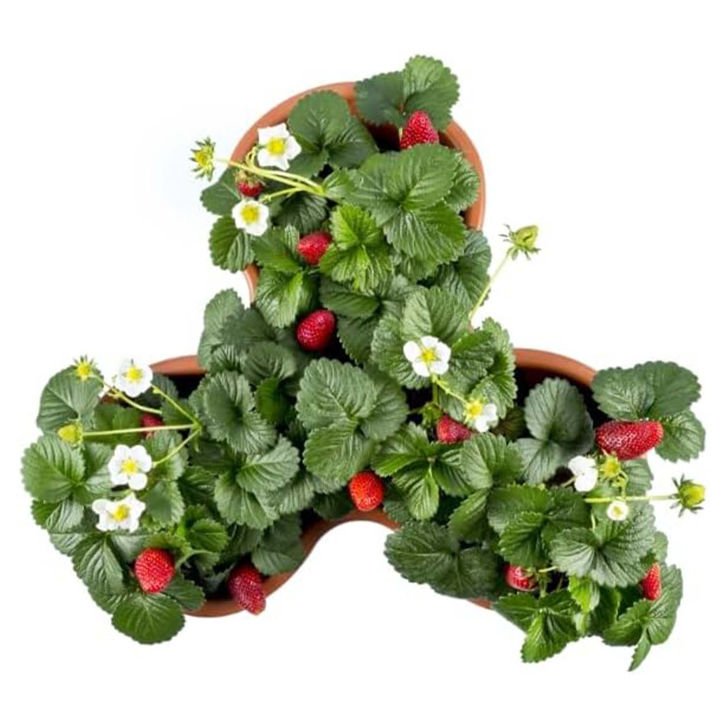 Bama Vaso Trifoglio Grigio con Sottovaso e Ruote Set 3 Pz foto 3