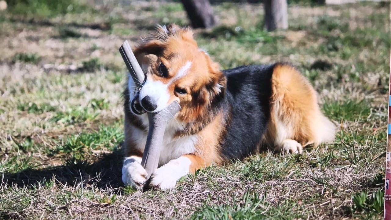 Bama 19150 Tutto Mio Gioco per Cani, 11 x 4 x 37 cm, Colori Assortiti foto 5